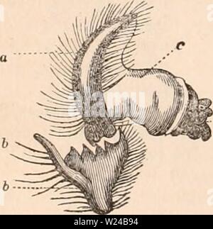 Archiv Bild von Seite 225 des cyclopaedia von Anatomie und Stockfoto