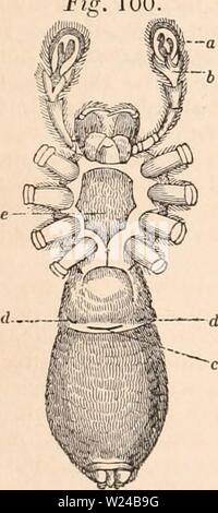 Archiv Bild von Seite 225 des cyclopaedia von Anatomie und Stockfoto