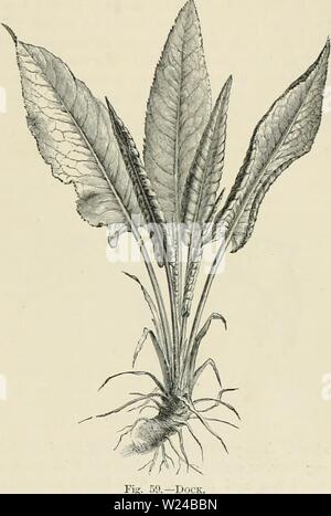 Archiv Bild ab Seite 226 der Milchwirtschaft, die. Milchwirtschaft: die Theorie, Praxis und Methoden der Milchviehhaltung dairyfarmingbein 00 shel Jahr: 1880] rANGOLD ZUCKERRÜBEN-ROOT-Buchweizen. 161 tliroc Mal tli (? Ertrag o £ Luzern. Es kommt früher als andere Kulturen, und dauert loug - äh, und dessen Anbau erfordert Hütte wenig Pflege nach dem root-euttinjs sind einmal gepflanzt, da es ein beständiger ist. Rinder, Schafe, und besonders Pferde, obwohl sie andere Lebensmittel bevorzugen, die bald eine Vorliebe für Sie erwerben im grünen Zustand; wenn sie getrocknet, es macht einen guten Sub-für Heu und Stroh für die Spreu zu mischen Stockfoto