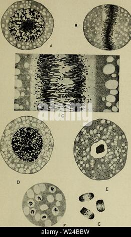 Archiv Bild von Seite 226 Zytologie, mit besonderem Bezug auf. Zytologie, mit besonderem Bezug auf die metazoan Kern cytologywithspec 00 Agar 0 Jahr: 1920 VII POLYPLOIDEN ATOMKERNE IN ASTRONOMIE 211 Abb. 89. Nukleare Vermehrung in AulacantJia. (Borgert, Z, J.A., 1901, und A. S. K., 1909.) A-C, Phasen in der Abteilung des primären Nukleus während binäre Spaltung des Tieres; D-G, Vorstufen in der gametenbildung. A, ruhenden Kern; B, Mitose, Äquatorial Platte; C, Teil einer anaphase auf einer größeren Skala angezeigt wird; D, Bildung von sekundären Kerne (der kleine dunkle Flecken in der Zyto Stockfoto