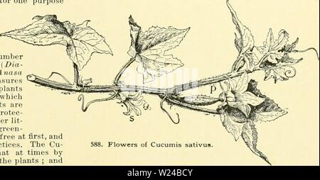 Archiv Bild von Seite 226 Cyclopedia der amerikanischen Gartenbau, bestehend aus. Cyclopedia der amerikanischen Gartenbau, bestehend aus Anregungen für den Anbau von Gartenpflanzen, Beschreibungen der Arten von Obst, Gemüse, Blumen und Zierpflanzen in den Vereinigten Staaten und in Kanada verkauft, zusammen mit geographischen und Biographische Skizzen, und eine Übersicht über das Pflanzenreich cyclopediaofamer 02 Kaution Jahr: 1906 GURKEN CUCUMIS 407 West India Gurke. Cucumis Anguria: Feigen. 590, 591. Reben klein und schlank, etwas wie eine schlanke Wassermelone Pflanzen; P. sehr reichlich, sm Stockfoto