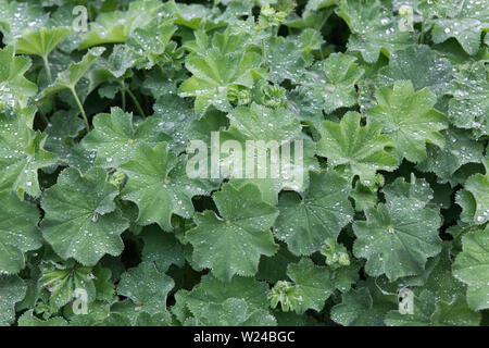 Wassertropfen auf den Blättern eines Alchemilla Vulgaris, Frauenmantel Anlage. Stockfoto