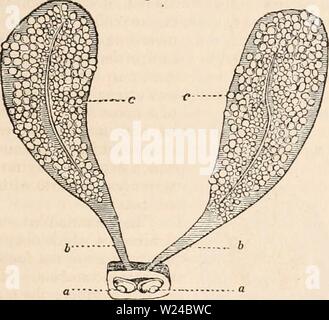 Archiv Bild von Seite 226 des cyclopaedia von Anatomie und Stockfoto