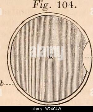 Archiv Bild ab Seite 227 Der cyclopaedia von Anatomie und Stockfoto