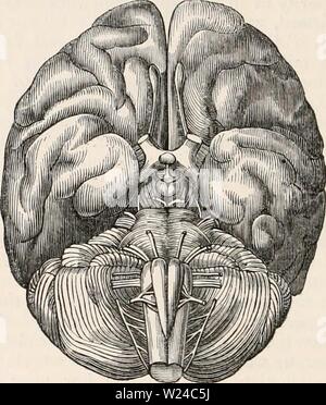 Archiv Bild ab Seite 227 Der cyclopaedia von Anatomie und Stockfoto