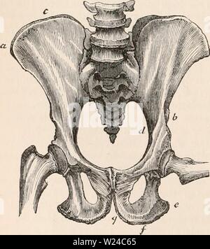 Archiv Bild ab Seite 227 Der cyclopaedia von Anatomie und Stockfoto