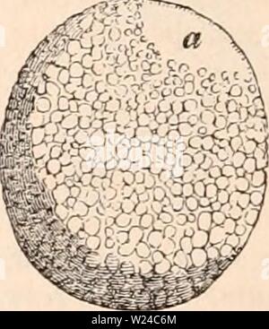 Archiv Bild ab Seite 227 Der cyclopaedia von Anatomie und Stockfoto