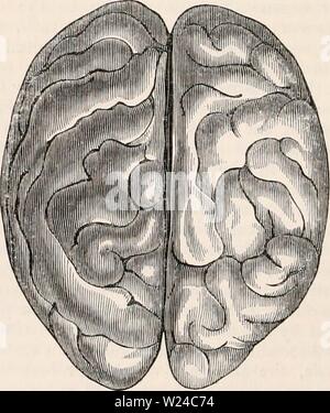 Archiv Bild ab Seite 227 Der cyclopaedia von Anatomie und Stockfoto