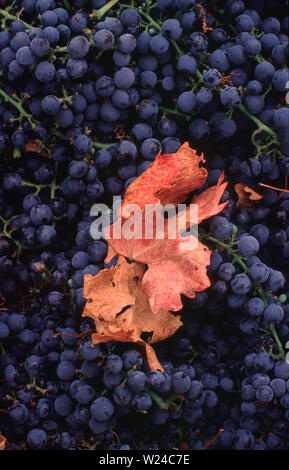 Close up Cluster von Cabernet Wein trauben mit roten Trauben Blätter im Alexander Valley, Kalifornien geerntet. Stockfoto