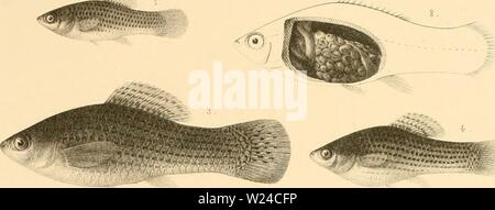 Archiv Bild von Seite 228 des cyprinodonts (1895) Stockfoto