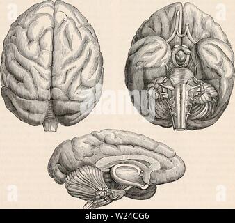 Archiv Bild von Seite 228 des cyclopaedia von Anatomie und Stockfoto