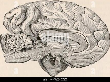 Archiv Bild von Seite 228 des cyclopaedia von Anatomie und Stockfoto