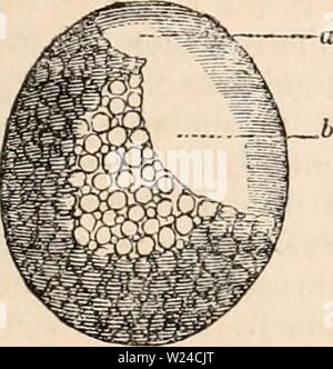 Archiv Bild von Seite 228 des cyclopaedia von Anatomie und Stockfoto