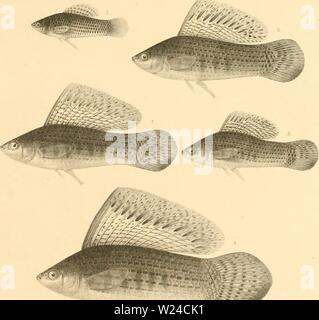 Archiv Bild von Seite 228 des cyprinodonts (1895) Stockfoto