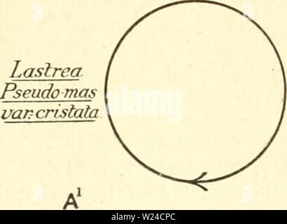 Archiv Bild ab Seite 229 der Zytologie, mit besonderem Bezug auf. Zytologie, mit besonderem Bezug auf die metazoan Kern cytologywithspec 00 agaruoft Jahr: 1920 Mctazoa und bestimmte Der RJwdophyceae. Fucujs) Stockfoto