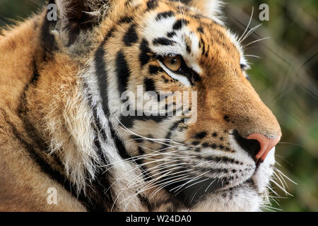 Bengal Tiger (Panthera tigris tigris) headshot Stockfoto
