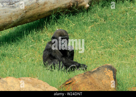 Ein Baby Gorilla ruhig naschen Gras in einem Zoo Stockfoto