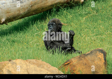 Ein Baby Gorilla ruhig naschen Gras in einem Zoo Stockfoto