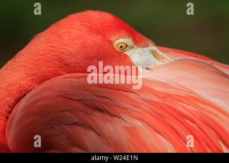 Amerikanische Flamingo (Phoenicopterus Ruber) Stockfoto