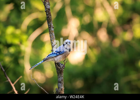 Blue Jay (Cyanocitta cristata), das in einem Baum gehockt Stockfoto