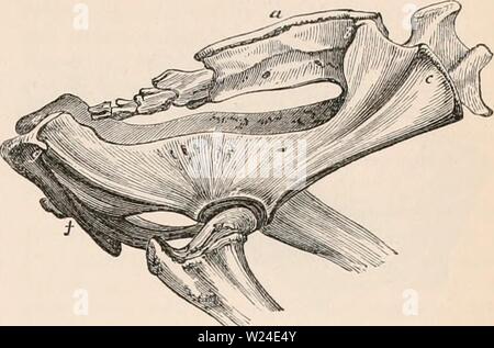Archiv Bild von Seite 232 des cyclopaedia von Anatomie und Stockfoto