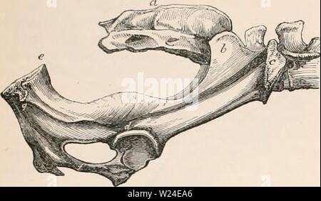 Archiv Bild von Seite 233 des cyclopaedia von Anatomie und Stockfoto