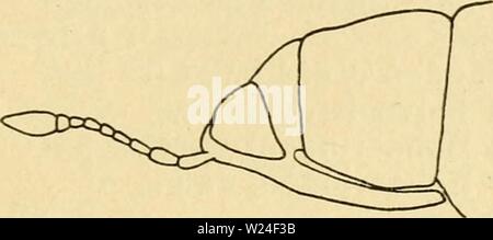 Archiv Bild ab Seite 236 der Danmarks Fauna, Biller (1908). Danmarks Fauna, Biller danmarksfaunabil 04 dans Jahr: 1908 231 Følehornene ikke knaeede, indleddede ved Snu-dens Stange (Abb. 115) 2. Rhåmphus. Stockfoto