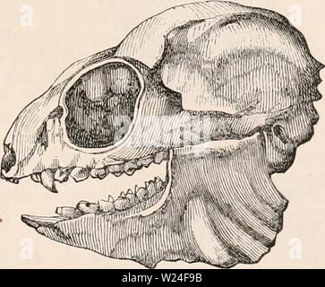 Archiv Bild von Seite 236 des cyclopaedia von Anatomie und Stockfoto