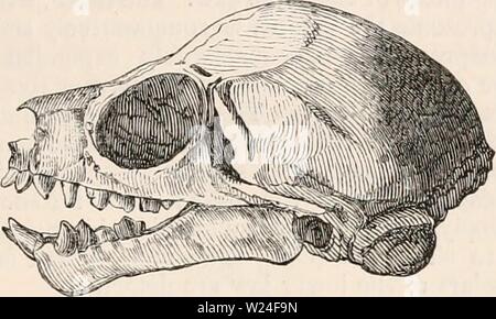 Archiv Bild von Seite 236 des cyclopaedia von Anatomie und Stockfoto