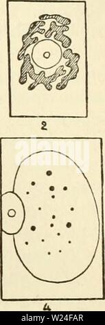 Archiv Bild von Seite 236 des zytoplasma der Anlage Stockfoto