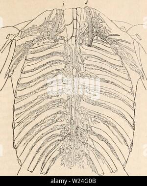 Archiv Bild von Seite 238 des cyclopaedia von Anatomie und. Die cyclopaedia von Anatomie und Physiologie cyclopdiaofana 03 Todd Jahr: 1847 Lymph- und LACTEAL SYSTEM. 225 Abb. 53. Sk. X X X X X X x. Der Ductus thoracicus und ritjlit lymphatischen Stamm, (nach Mascagni) a, Ductus thoracicus. b, das Recht des Lymphsystems Stamm. c, den Stamm des zervikalen lymphatics separat in die Vena jugularis interna, V. subclavia. .;, Vena jugularis interna. x, Vena azygos. tinum, in der Aorta in die Linke, die Vena azygos zu seiner Rechten und der speiseröhre vor. In dieser Position Sie steigt so hoch wie die fourt Stockfoto