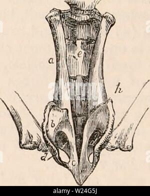 Archiv Bild von Seite 239 des cyclopaedia von Anatomie und Stockfoto