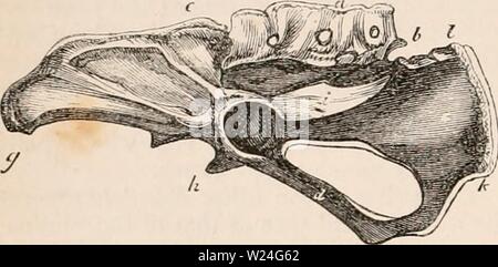 Archiv Bild von Seite 239 des cyclopaedia von Anatomie und Stockfoto