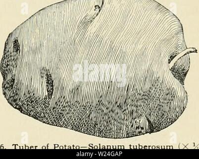 Archiv Bild ab Seite 240 von cyclopedia der amerikanischen Gartenbau, bestehend aus. Cyclopedia der amerikanischen Gartenbau, bestehend aus Anregungen für den Anbau von Gartenpflanzen, Beschreibungen der Arten von Obst, Gemüse, Blumen und Zierpflanzen in den Vereinigten Staaten und in Kanada verkauft, zusammen mit geographischen und Biographische Skizzen cyclopediaofam 04 Kaution Jahr: 1900 SOLANUM m hoch, mit truilii 1677 2335 Solandra erandlflora ist in der Regel gegeben, wenn Pflanzen auf, die als Muster angebaut werden sollen, aber der Anteil der Nährstoffe in einem pottingmischung vhould verwendet werden Stockfoto