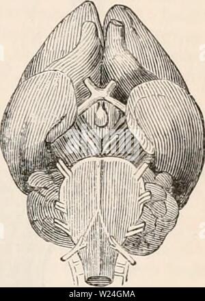 Archiv Bild ab Seite 240 Der cyclopaedia von Anatomie und Stockfoto