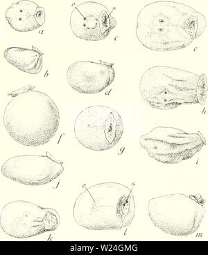 Archiv Bild von Seite 240 des Dänischen Ingolf-Expedition (1899-1953). Die dänische Ingolf-Expedition danishingolfex 3 cpt 8 daniuoft Jahr: 1899-1953 RHIZOCKPHAI. A DER NORDATLANTISCHEN REGION 37 Ostgrönland, 'Danmark', Stat 65, Danmarks Havn, 25. Viii. 1907, 9 bis 18 m, 1 ex. Angmagssalik, Ostgrönland, 13. Vii. 1922, Ca. 45 m, Hedegaard, 1 ex. Die Form der Tiere der Arten Sylon hippolytes Unterliegt eher wenig Variation. Im Allgemeinen die jüngeren Exemplare (Wig. 15/, g) haben eine kugelförmige Form, ältere Exemplare bekommen ein Bild. 15. Sylon hippolytes. Ein, von Spi Stockfoto