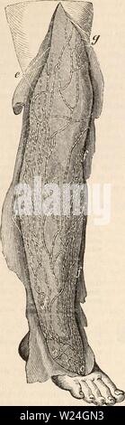 Archiv Bild ab Seite 240 Der cyclopaedia von Anatomie und Stockfoto