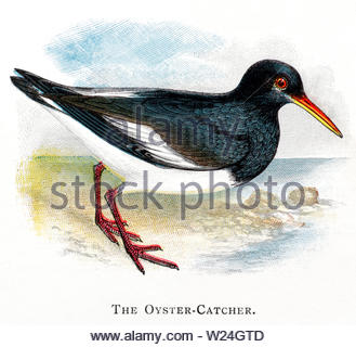 Austernfischer (Haematopus ostralegus), vintage Abbildung im Jahr 1898 veröffentlicht. Stockfoto