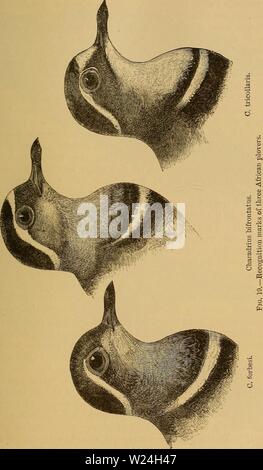 Archiv Bild von Seite 242 des Darwinismus; eine Ausstellung der Stockfoto