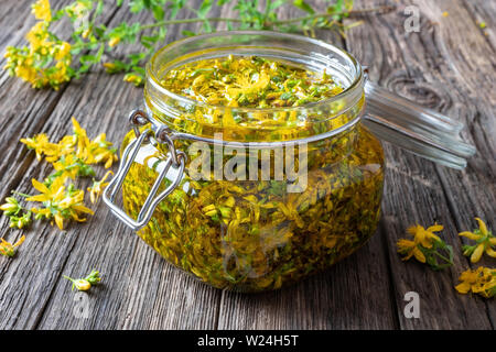 Vorbereitung von Johanniskraut Öl aus frischen blühenden Pflanze Hypericum perforatum Stockfoto