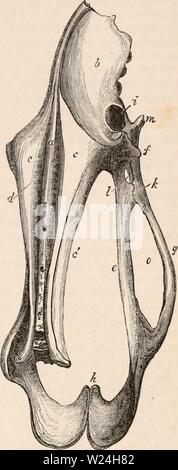 Archiv Bild ab Seite 242 Der cyclopaedia von Anatomie und Stockfoto