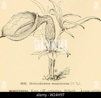 Archiv Bild von Seite 243 Cyclopedia der amerikanischen Gartenbau Stockfoto