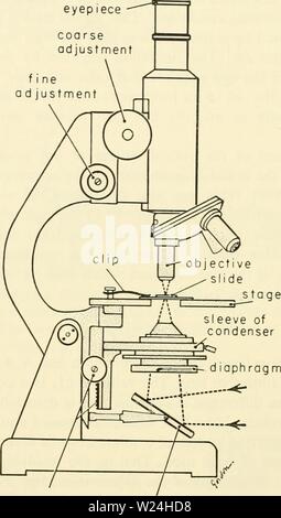 Archiv Bild von Seite 243 Zytologie (1961) Stockfoto