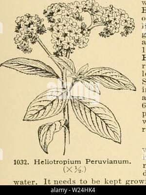 Archiv Bild ab Seite 244 der Cyclopedia der amerikanischen Gartenbau Stockfoto