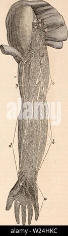 Archiv Bild ab Seite 243 Der cyclopaedia von Anatomie und Stockfoto