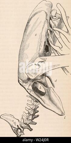 Archiv Bild von Seite 244 des cyclopaedia von Anatomie und Stockfoto