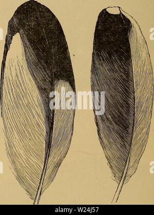 Archiv Bild von Seite 245 des Darwinismus; eine Ausstellung der Stockfoto