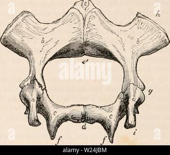 Archiv Bild ab Seite 245 Der cyclopaedia von Anatomie und Stockfoto