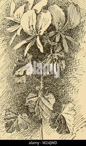 Archiv Bild ab Seite 248 der Cyclopedia der amerikanischen Gartenbau