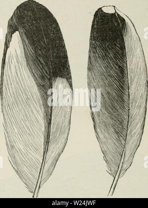 Archiv Bild von Seite 247 des Darwinismus eine Ausstellung von Stockfoto